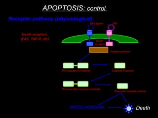 Apoptosis.ppt how programmed cell death occurs | PPT