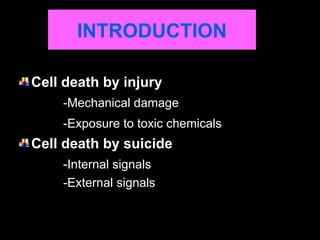 Apoptosis.ppt how programmed cell death occurs | PPT