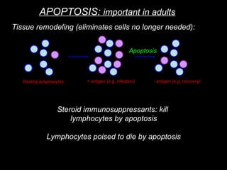 Apoptosis.ppt how programmed cell death occurs | PPT