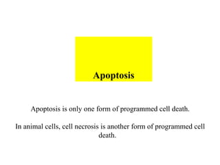 Apoptosis
Apoptosis is only one form of programmed cell death.
In animal cells, cell necrosis is another form of programmed cell
death.
 