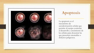 La apoptosis es el
mecanismo de
autodestrucción celular que
permite al cuerpo controlar
el desarrollo y crecimiento de
las...