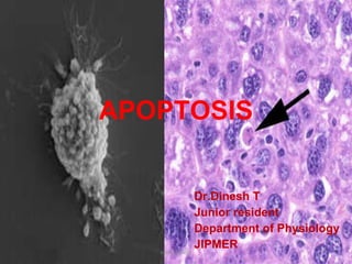 APOPTOSIS Dr.Dinesh T Junior resident Department of Physiology JIPMER sclero dinesh 