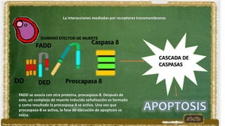 Proscapasa 8DD DED
FADD
Caspasa 8
DOMINIO EFECTOR DE MUERTE
La interacciones mediadas por receptores transmembranas
FADD se asocia con otra proteína, procaspasa-8. Después de
esto, un complejo de muerte inducida señalización es formado
y como resultado la procaspasa-8 se activa. Una vez que
procaspasa-8 se activa, la fase de ejecución de apoptosis se
inicia.
CASCADA DE
CASPASAS
 