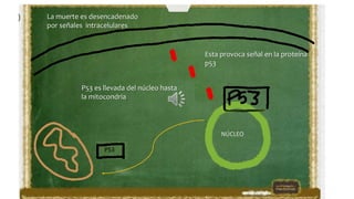 La muerte es desencadenado
por señales intracelulares
Esta provoca señal en la proteína
p53
NÚCLEO
P53 es llevada del núcleo hasta
la mitocondria
P53
 