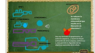 MITOCONDRIA
CITROCROMO C
APAF 1
APAF 1 + CITROCROMO C
PROSCAPASA 9
APOPTOSOMA
Una vez formada el apoptosoma, se
activa la caspasa 9, y ocurre la mayor
activación de otras caspasa, como la 3 y
7, esto permite la digestión de los
objetivos esenciales de la célula.
Se reducen la
membrana
mitocondrial que
resulta en la
liberación de
citocromo C .
 