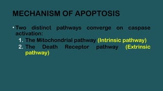 MECHANISM OF APOPTOSIS
• Two distinct pathways converge on caspase
activation:
1. The Mitochondrial pathway (Intrinsic pathway)
2. The Death Receptor pathway (Extrinsic
pathway)
 