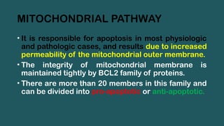 MITOCHONDRIAL PATHWAY
• It is responsible for apoptosis in most physiologic
and pathologic cases, and results due to increased
permeability of the mitochondrial outer membrane.
• The integrity of mitochondrial membrane is
maintained tightly by BCL2 family of proteins.
• There are more than 20 members in this family and
can be divided into pro-apoptotic or anti-apoptotic.
 