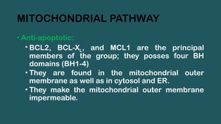 MITOCHONDRIAL PATHWAY
• Anti-apoptotic:
• BCL2, BCL-XL, and MCL1 are the principal
members of the group; they posses four BH
domains (BH1-4)
• They are found in the mitochondrial outer
membrane as well as in cytosol and ER.
• They make the mitochondrial outer membrane
impermeable.
 