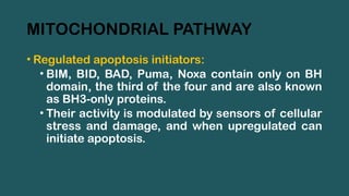MITOCHONDRIAL PATHWAY
• Regulated apoptosis initiators:
• BIM, BID, BAD, Puma, Noxa contain only on BH
domain, the third of the four and are also known
as BH3-only proteins.
• Their activity is modulated by sensors of cellular
stress and damage, and when upregulated can
initiate apoptosis.
 