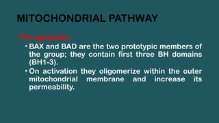 MITOCHONDRIAL PATHWAY
• Pro-apoptotic:
• BAX and BAD are the two prototypic members of
the group; they contain first three BH domains
(BH1-3).
• On activation they oligomerize within the outer
mitochondrial membrane and increase its
permeability.
 