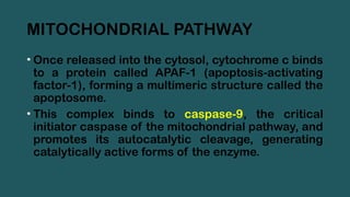 MITOCHONDRIAL PATHWAY
• Once released into the cytosol, cytochrome c binds
to a protein called APAF-1 (apoptosis-activating
factor-1), forming a multimeric structure called the
apoptosome.
• This complex binds to caspase-9, the critical
initiator caspase of the mitochondrial pathway, and
promotes its autocatalytic cleavage, generating
catalytically active forms of the enzyme.
 