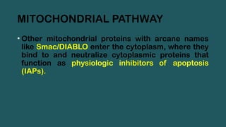 MITOCHONDRIAL PATHWAY
• Other mitochondrial proteins with arcane names
like Smac/DIABLO enter the cytoplasm, where they
bind to and neutralize cytoplasmic proteins that
function as physiologic inhibitors of apoptosis
(IAPs).
 