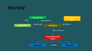 REVIEW
Normal Cell
Cell Injury
Irreversible Cell
Injury
Adaptation
Unable to adapt
Stress Injurious stimulus
Reversible Cell
Injury
Mild, Transient
Severe, Progressive
Apoptosis Necrosis
Cell Death
 