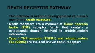 DEATH RECEPTOR PATHWAY
• This pathway is initiated by engagement of plasma
membrane death receptors.
• Death receptors are a member of tumor necrosis
factor (TNF) receptor family that contain a
cytoplasmic domain involved in protein-protein
interaction.
• Type 1 TNF receptor (TNFR1) and related protein
Fas (CD95) are the best known death receptors
 