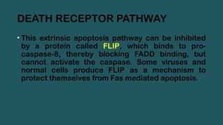DEATH RECEPTOR PATHWAY
• This extrinsic apoptosis pathway can be inhibited
by a protein called FLIP, which binds to pro-
caspase-8, thereby blocking FADD binding, but
cannot activate the caspase. Some viruses and
normal cells produce FLIP as a mechanism to
protect themselves from Fas mediated apoptosis.
 