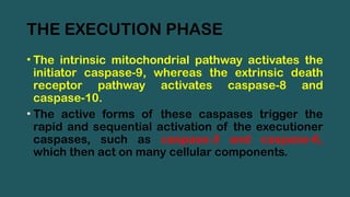 THE EXECUTION PHASE
• The intrinsic mitochondrial pathway activates the
initiator caspase-9, whereas the extrinsic death
receptor pathway activates caspase-8 and
caspase-10.
• The active forms of these caspases trigger the
rapid and sequential activation of the executioner
caspases, such as caspase-3 and caspase-6,
which then act on many cellular components.
 