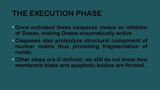 THE EXECUTION PHASE
• Once activated these caspases cleave an inhibitor
of Dnase, making Dnase enzymatically active.
• Caspases also proteolyze structural component of
nuclear matrix thus promoting fragmentation of
nuclei.
• Other steps are ill defined; we still do not know how
membrane blebs and apoptotic bodies are formed.
 