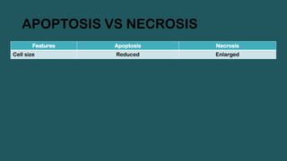 APOPTOSIS VS NECROSIS
Features Apoptosis Necrosis
Cell size Reduced Enlarged
 