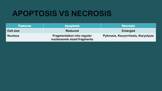 APOPTOSIS VS NECROSIS
Features Apoptosis Necrosis
Cell size Reduced Enlarged
Nucleus Fragmentation into regular
nucleosome sized fragments
Pyknosis, Karyorrhexis, Karyolysis
 