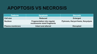 APOPTOSIS VS NECROSIS
Features Apoptosis Necrosis
Cell size Reduced Enlarged
Nucleus Fragmentation into regular
nucleosome sized fragments
Pyknosis, Karyorrhexis, Karyolysis
Plasma membrane Intact and altered Disrupted
 