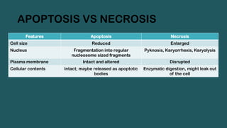 APOPTOSIS VS NECROSIS
Features Apoptosis Necrosis
Cell size Reduced Enlarged
Nucleus Fragmentation into regular
nucleosome sized fragments
Pyknosis, Karyorrhexis, Karyolysis
Plasma membrane Intact and altered Disrupted
Cellular contents Intact; maybe released as apoptotic
bodies
Enzymatic digestion, might leak out
of the cell
 