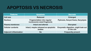 APOPTOSIS VS NECROSIS
Features Apoptosis Necrosis
Cell size Reduced Enlarged
Nucleus Fragmentation into regular
nucleosome sized fragments
Pyknosis, Karyorrhexis, Karyolysis
Plasma membrane Intact and altered Disrupted
Cellular contents Intact; maybe released as apoptotic
bodies
Enzymatic digestion, might leak out
of the cell
Adjacent inflammation No Frequently present
 