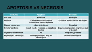APOPTOSIS VS NECROSIS
Features Apoptosis Necrosis
Cell size Reduced Enlarged
Nucleus Fragmentation into regular
nucleosome sized fragments
Pyknosis, Karyorrhexis, Karyolysis
Plasma membrane Intact and altered Disrupted
Cellular contents Intact; maybe released as apoptotic
bodies
Enzymatic digestion, might leak out
of the cell
Adjacent inflammation No Frequently present
Physiologic/ Pathologic Often physiologic, may be
pathological
Usually pathological
 