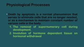 Physiological Processes
• Death by apoptosis is a normal phenomenon that
serves to eliminate cells that are no longer needed,
or as a mechanism to maintain constant number of
various cells in the body.
1. The removal of supernumerary cell during
development.
2. Involution of hormone dependent tissue on
hormonal withdrawal
 