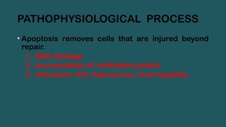 PATHOPHYSIOLOGICAL PROCESS
• Apoptosis removes cells that are injured beyond
repair.
1. DNA damage
2. Accumulation of misfolded protein
3. Infections: HIV, Adenovirus, Viral hepatitis
 