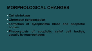 MORPHOLOGICAL CHANGES
• Cell shrinkage
• Chromatin condensation
• Formation of cytoplasmic blebs and apoptotic
bodies
• Phagocytosis of apoptotic cells/ cell bodies,
usually by macrophages.
 