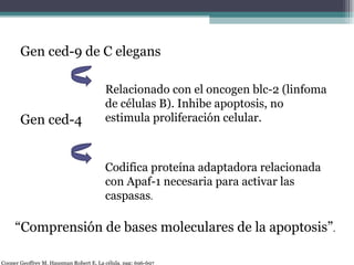 Gen ced-9 de C elegans Gen ced-4 Relacionado con el oncogen blc-2 (linfoma de células B). Inhibe apoptosis, no estimula proliferación celular. Codifica proteína adaptadora relacionada con Apaf-1 necesaria para activar las caspasas . “ Comprensión de bases moleculares de la apoptosis” . Cooper Geoffrey M. Hausman Robert E. La célula. pag: 696-697 