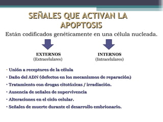 SEÑALES QUE ACTIVAN LA  APOPTOSIS Están codificados genéticamente en una célula nucleada. Unión a receptores de la célula Daño del ADN (defectos en los mecanismos de reparación) Tratamiento con drogas citotóxicas / irradiación. Ausencia de señales de supervivencia Alteraciones en el ciclo celular. Señales de muerte durante el desarrollo embrionario. EXTERNOS (Extracelulares) INTERNOS (Intracelulares) 