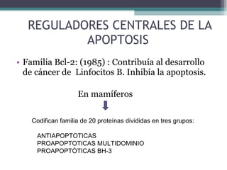 REGULADORES CENTRALES DE LA APOPTOSIS Familia Bcl-2: (1985) : Contribuía al desarrollo de cáncer de  Linfocitos B. Inhibía la apoptosis. En mamíferos Codifican familia de 20 proteínas divididas en tres grupos:   ANTIAPOPTOTICAS PROAPOPTOTICAS MULTIDOMINIO PROAPOPTÓTICAS BH-3 