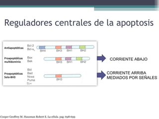 Reguladores centrales de la apoptosis Cooper Geoffrey M. Hausman Robert E. La célula. pag: 698-699 CORRIENTE ABAJO CORRIENTE ARRIBA MEDIADOS POR SEÑALES 