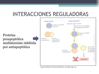 INTERACCIONES REGULADORAS Proteína proapoptótica multidominio inhibida por antiapoptótica Cooper Geoffrey M. Hausman Robert E. La célula. pag: 700 
