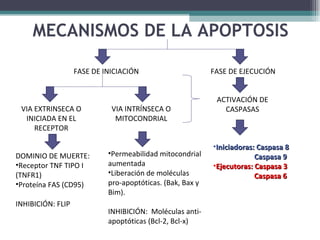 MECANISMOS DE LA APOPTOSIS FASE DE INICIACIÓN FASE DE EJECUCIÓN VIA EXTRINSECA O INICIADA EN EL RECEPTOR VIA INTRÍNSECA O MITOCONDRIAL DOMINIO DE MUERTE: Receptor TNF TIPO I (TNFR1) Proteína FAS (CD95) INHIBICIÓN: FLIP Permeabilidad mitocondrial aumentada Liberación de moléculas pro-apoptóticas. (Bak, Bax y Bim). INHIBICIÓN:  Moléculas anti-apoptóticas (Bcl-2, Bcl-x) ACTIVACIÓN DE CASPASAS Iniciadoras: Caspasa 8   Caspasa 9 Ejecutoras: Caspasa 3   Caspasa 6 