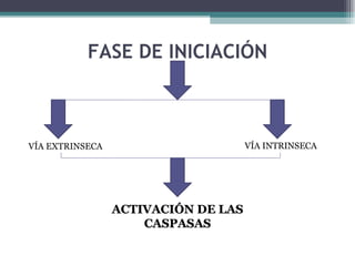 FASE DE INICIACIÓN VÍA EXTRINSECA VÍA INTRINSECA ACTIVACIÓN DE LAS CASPASAS 