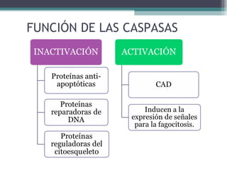 FUNCIÓN DE LAS CASPASAS 