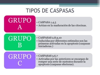 TIPOS DE CASPASAS 