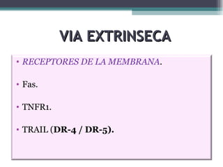 VIA EXTRINSECA RECEPTORES DE LA MEMBRANA . Fas. TNFR1. TRAIL ( DR-4 / DR-5). 