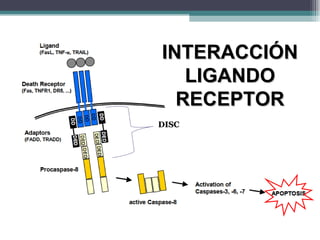 INTERACCIÓN LIGANDO RECEPTOR DISC 