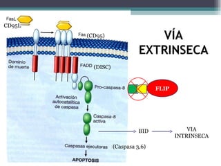 FLIP VÍA EXTRINSECA CD95L (CD95) (DISC) (Caspasa 3,6) BID VIA INTRINSECA 