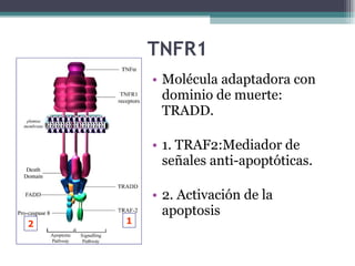 TNFR1 Molécula adaptadora con dominio de muerte: TRADD. 1. TRAF2:Mediador de señales anti-apoptóticas. 2. Activación de la apoptosis 1 2 