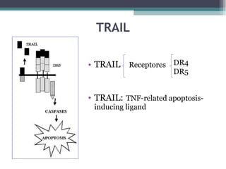TRAIL TRAIL  Receptores TRAIL:   TNF-related apoptosis-inducing ligand DR4 DR5 