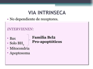 VIA INTRINSECA No dependiente de receptores. Familia Bcl2 Pro-apoptóticos INTERVIENEN: Bax Solo BH 3 Mitocondria Apoptosoma 