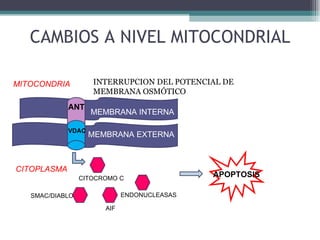 CAMBIOS A NIVEL MITOCONDRIAL MITOCONDRIA CITOPLASMA MEMBRANA INTERNA MEMBRANA EXTERNA ANT VDAC CITOCROMO C AIF ENDONUCLEASAS SMAC/DIABLO APOPTOSIS INTERRUPCION DEL POTENCIAL DE MEMBRANA OSMÓTICO  