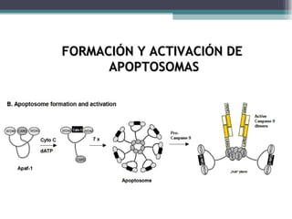 FORMACIÓN Y ACTIVACIÓN DE  APOPTOSOMAS 