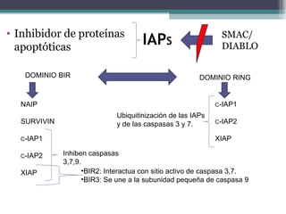 IAP S Inhibidor de proteínas apoptóticas SMAC/ DIABLO DOMINIO BIR DOMINIO RING NAIP SURVIVIN C -IAP1 C -IAP2 XIAP C -IAP1 C -IAP2 XIAP Inhiben caspasas 3,7,9. Ubiquitinización de las IAPs y de las caspasas 3 y 7. BIR2: Interactua con sitio activo de caspasa 3,7. BIR3: Se une a la subunidad pequeña de caspasa 9 