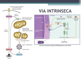 VIA INTRINSECA http://www.slideshare.net/guest18ad09/apoptosis-y-ciclo-celular 
