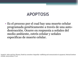 APOPTOSIS Es el proceso por el cual hay una muerte celular programada genéticamente a través de una auto-destrucción. Ocurre en respuesta a señales del medio ambiente, estrés celular y señales especificas de muerte celular. Joseph E. Aslan and Gary Thomas, Death by committee: Organellar  trafficking and communication in apoptosis, National institute of healt, 2009 october;1º (10) 